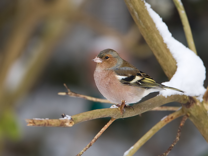 Fringilla coelebs Chaffinch Vink